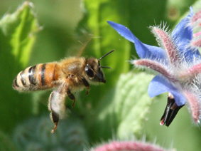 Biene im Flug