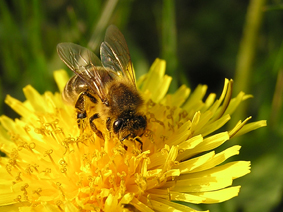 Biene auf Löwenzahnblüte