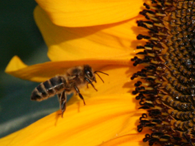 Biene auf Sonnenblume