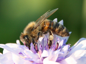 Biene auf lila Blüte