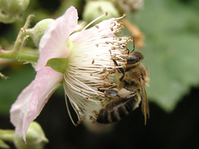 Biene auf Brombeerblüte