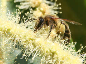 Biene auf Kastanienblüte