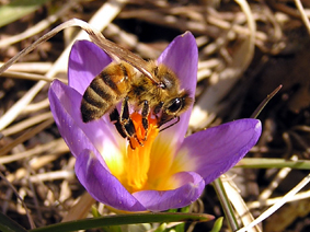 Biene auf Krokusblüte