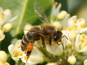 Biene auf Blüte