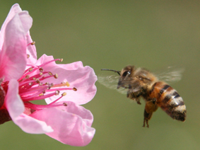Biene auf Blüte