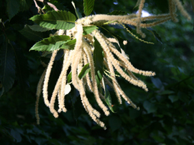Blüte der Edelkastanie